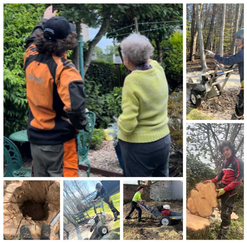  Tree Surgery Falkirk Photos