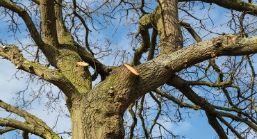 Tree and Hedge Services